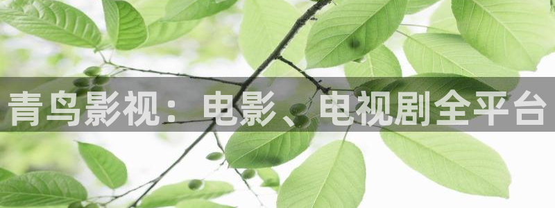 深宫谍影策驰影院：青鸟影视：电影、电视剧全平台